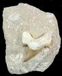 Otodus Shark Tooth Fossil In Rock - Eocene #47723-1